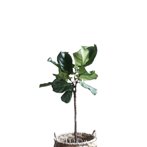 Fiddle-Leaf Plant in Bamboo Basket