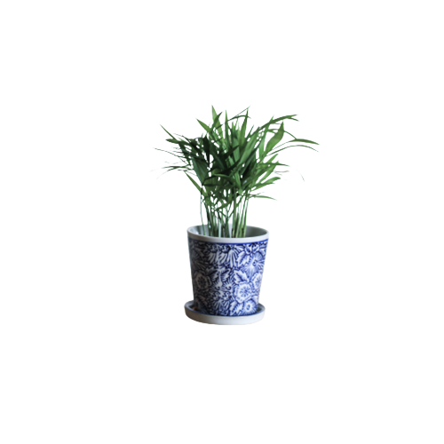 Chamaedorea Elegance Plants With Ceramic Pot